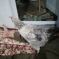 مرغ تخم گذار