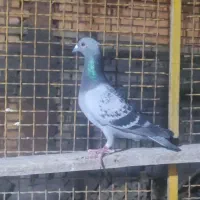 کبوتر بازرگان