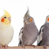 دو جفت جوجه عروس هلندی شاه تخم