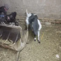 دوعدد بز پاکسانی