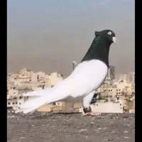 پرون کبوتر، سگ،