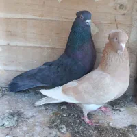 کبوتر|پرنده|درگزین, |دیوار