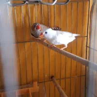 فنچ|پرنده|اصفهان, دارک|دیوار