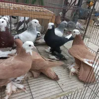 کبوتر پاپرارزون