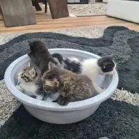 واگذاری بچه گربه رایگان