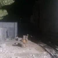 سگ مالنیوز ماده