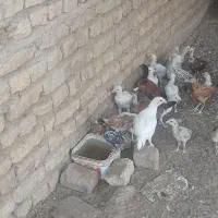 جوجه ی محلی