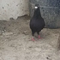 کبوتر دورگ