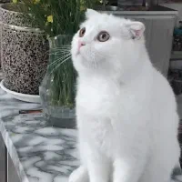 گربه اسکاتیش نر یک ساله
