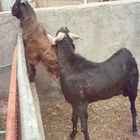 تکه جوان نژاد اصیل