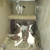 کبوتر کفتر پرشی شیرازی