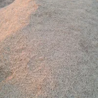 کاه برای فروش کاکی