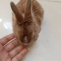 خرگوش