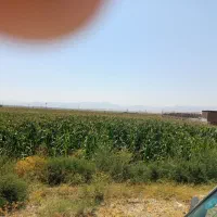 فروش ذرت علوفه