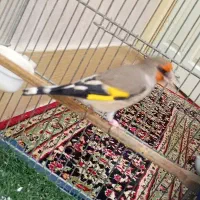 سهره نر بخون حلقه پا