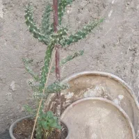فروش گلدون