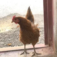 مرغ و خروس