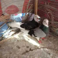 7عدد کفتر خوب