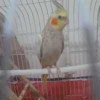 عروس هلندی نر