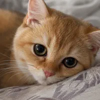 پیش‌فروش بچه‌گربه‌های اصیل بریتیش