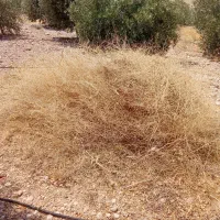 مقدار علف باغی تمیز یک دست دانه دار