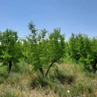 باغچه الوان