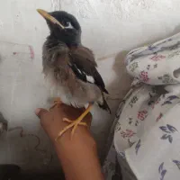 جوجه مینا درختی اصل