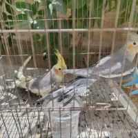 پرنده