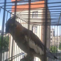 عروس هلندی ماده سالم و سرحال
