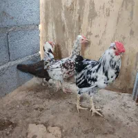 مرغ و خروس ریشو