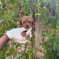 واگذاری توی پودل