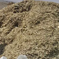 کنگر برای دام