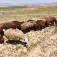 میش بره دار