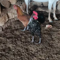 مرغ خروس به فروش می رسد