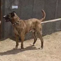سگ نگهبان و گله ای