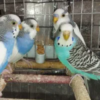 فروش تعدادی جوجه مرغ عشق زیبا تک خال