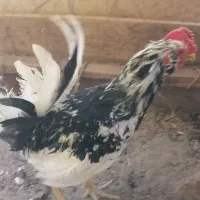 خروس گلین