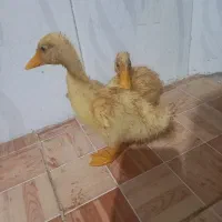 جوجه اردک یک ماهه
