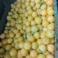 حراج الوزرد خوشمزه ملس و شیرین