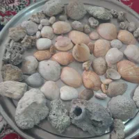 سنگ و صدف برای اکواریوم