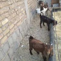 بز پاکستانی با دوتا کهره