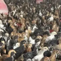 جوجه مرغ و خروس
