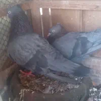 سبز آبادانی