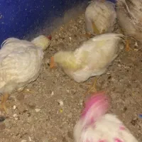 جوجه|حیوانات مزرعه|الیگودرز, |دیوار