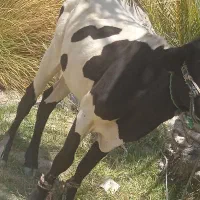 فروش