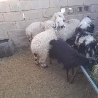 بره وبزغاله