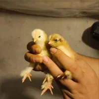 جوجه ۷ روزه