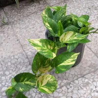 فروش گل