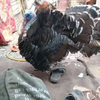 بقلمون نرماده