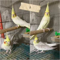 جفت مولد